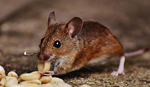 24 Hour & Emergency Exterminators in Riverside, RI